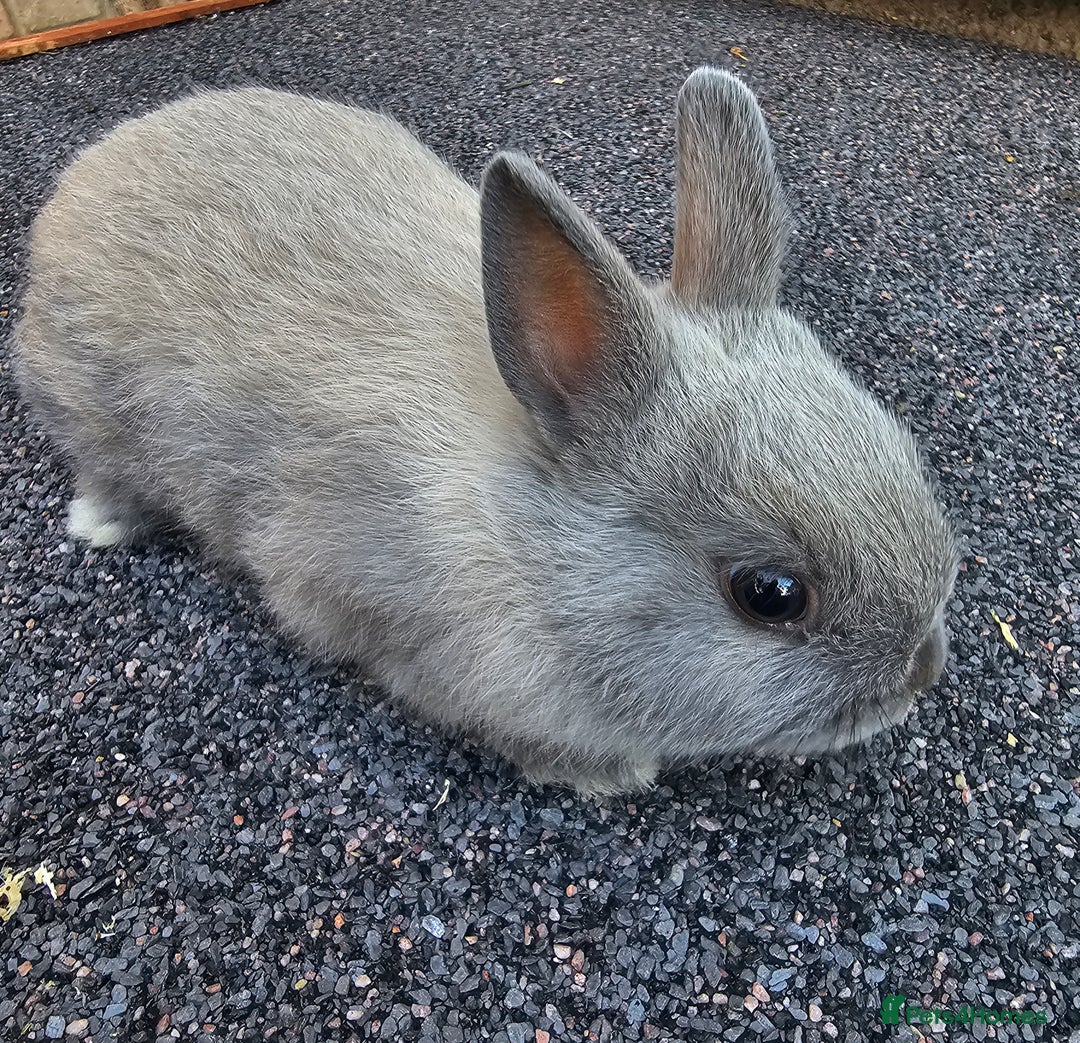 Netherland Dwarf rabbits for sale: *READY 13th JULY* Iron Grey netherland dwarf in Clacton-on-Sea - Image 2