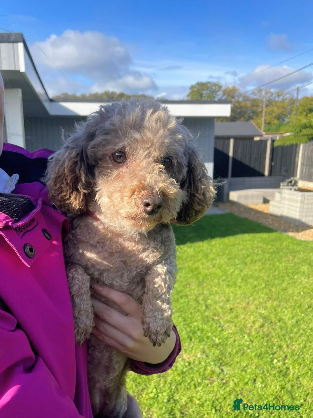 Toy Poodle dogs for sale: 9year old Toy poodle looking for new home - Advert 1