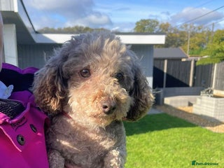 Toy Poodle dogs 9year old Toy poodle looking for new home - Advert 1