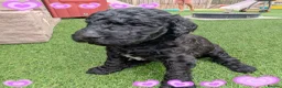 Goldendoodle dogs for sale: F1B Standard Goldendoodle Puppies! 😍🩷 Can save!  - Advert 1