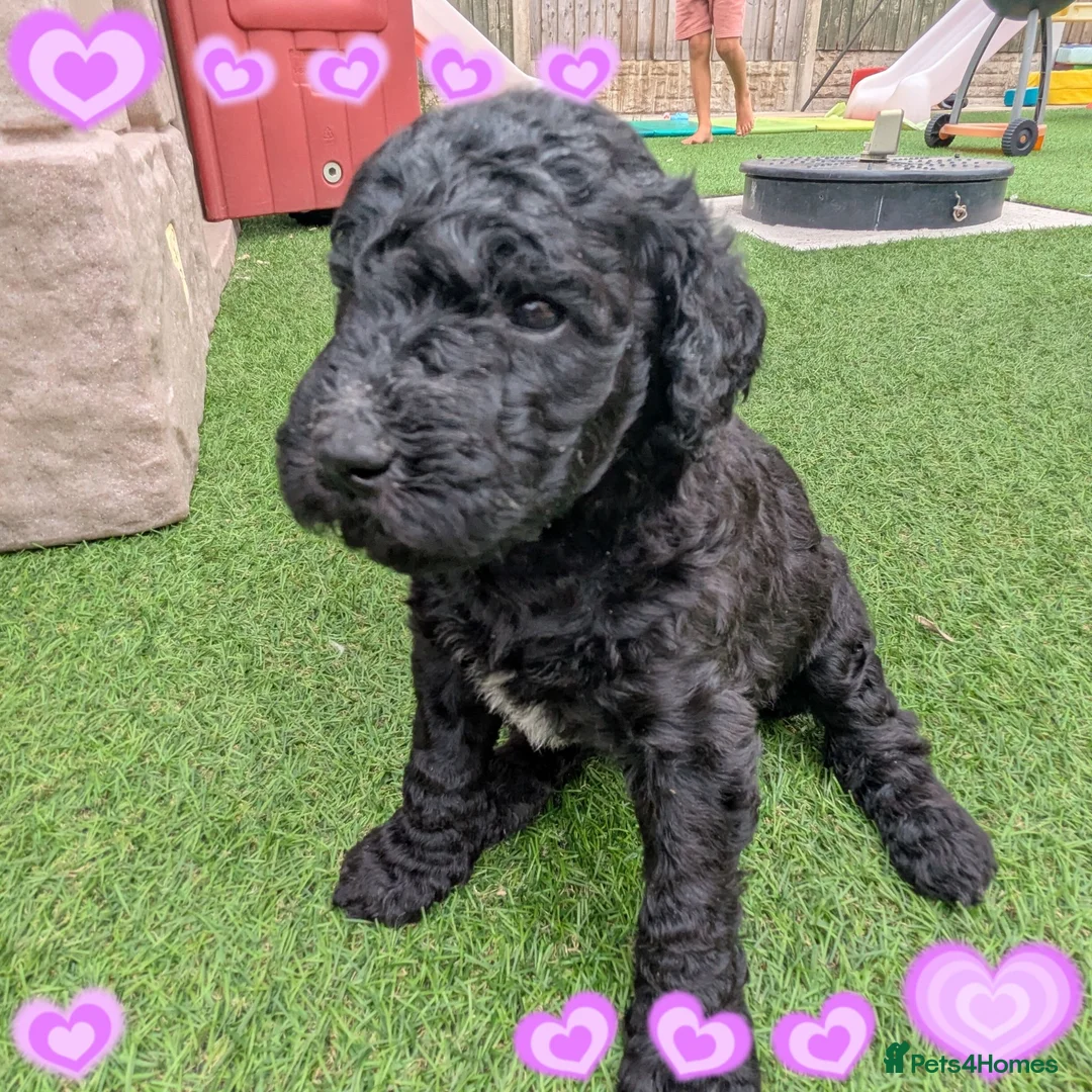 Goldendoodle dogs for sale: F1B Standard Goldendoodle Puppies! 😍🩷 Can save!  - Advert 1