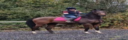 English Thoroughbred horses for sale: 16h rising 6 year old tb gelding  - Advert 1