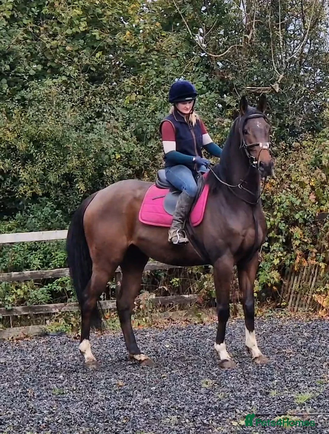 English Thoroughbred horses for sale: 16h rising 6 year old tb gelding  - Advert 1