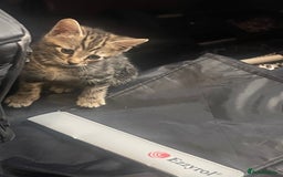 British Shorthair cats for sale: Kittens ready to go  - Image 1