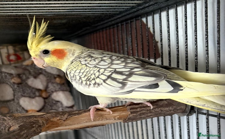 Cockatiels birds - Advert 3