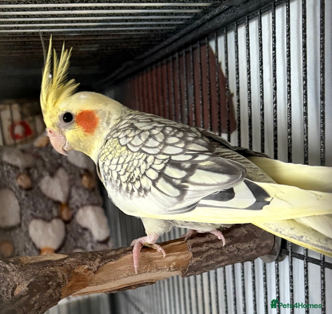 Cockatiels birds for sale: 4 month old male cockatiel  - Image 1