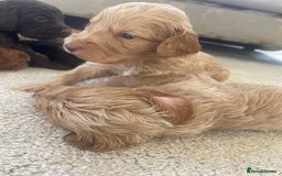 Cockapoo dogs for sale: F1 cockapoo puppies - Image 5