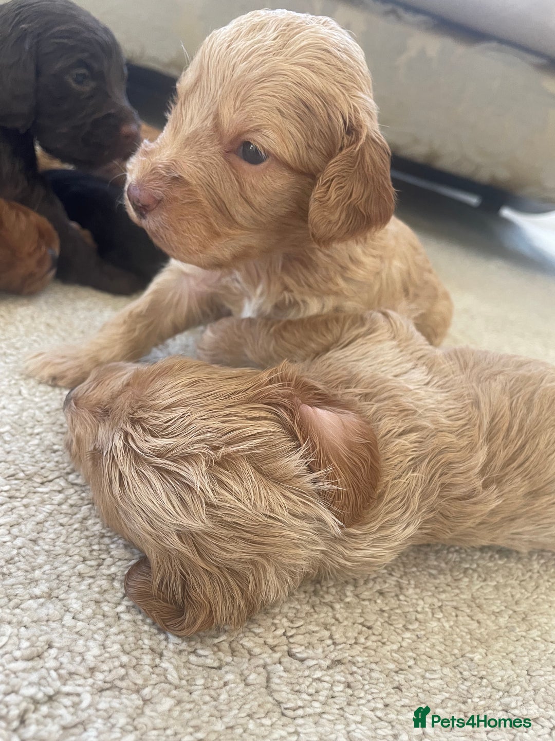 Cockapoo dogs for sale: F1 cockapoo puppies - Image 5