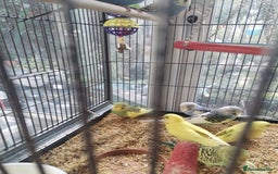 Budgerigars birds for sale: Beautiful baby budgies  - Image 2