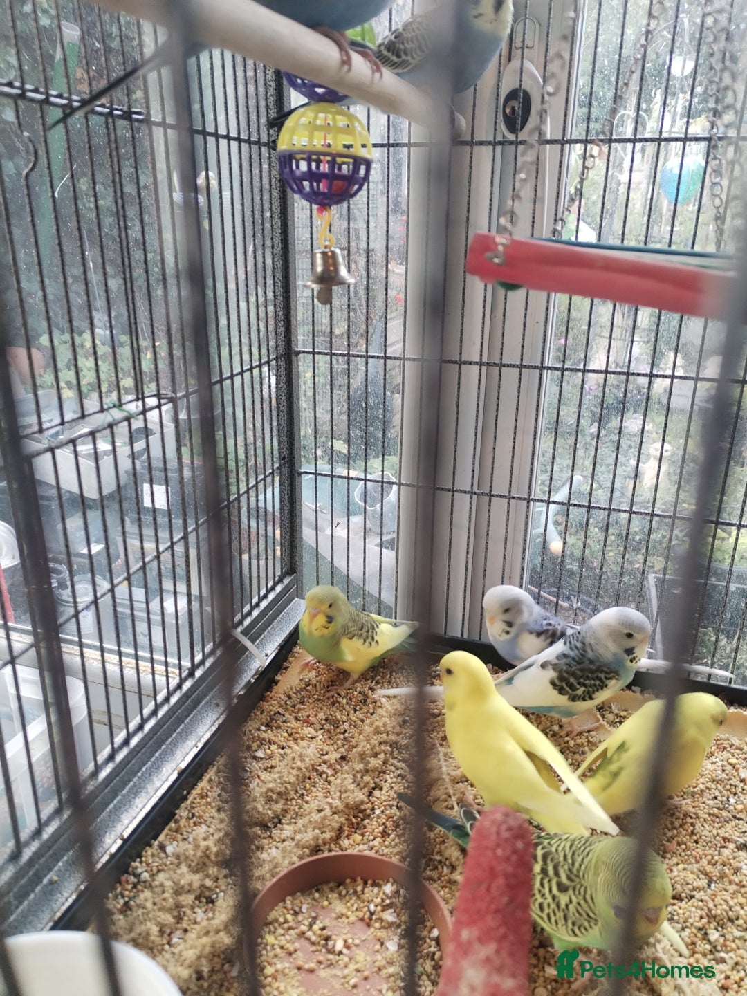 Budgerigars birds for sale: Beautiful baby budgies  - Image 2