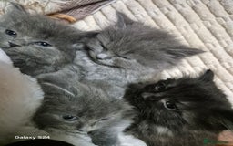 Ragdoll cats for sale: Ragdoll kittens  - Image 12