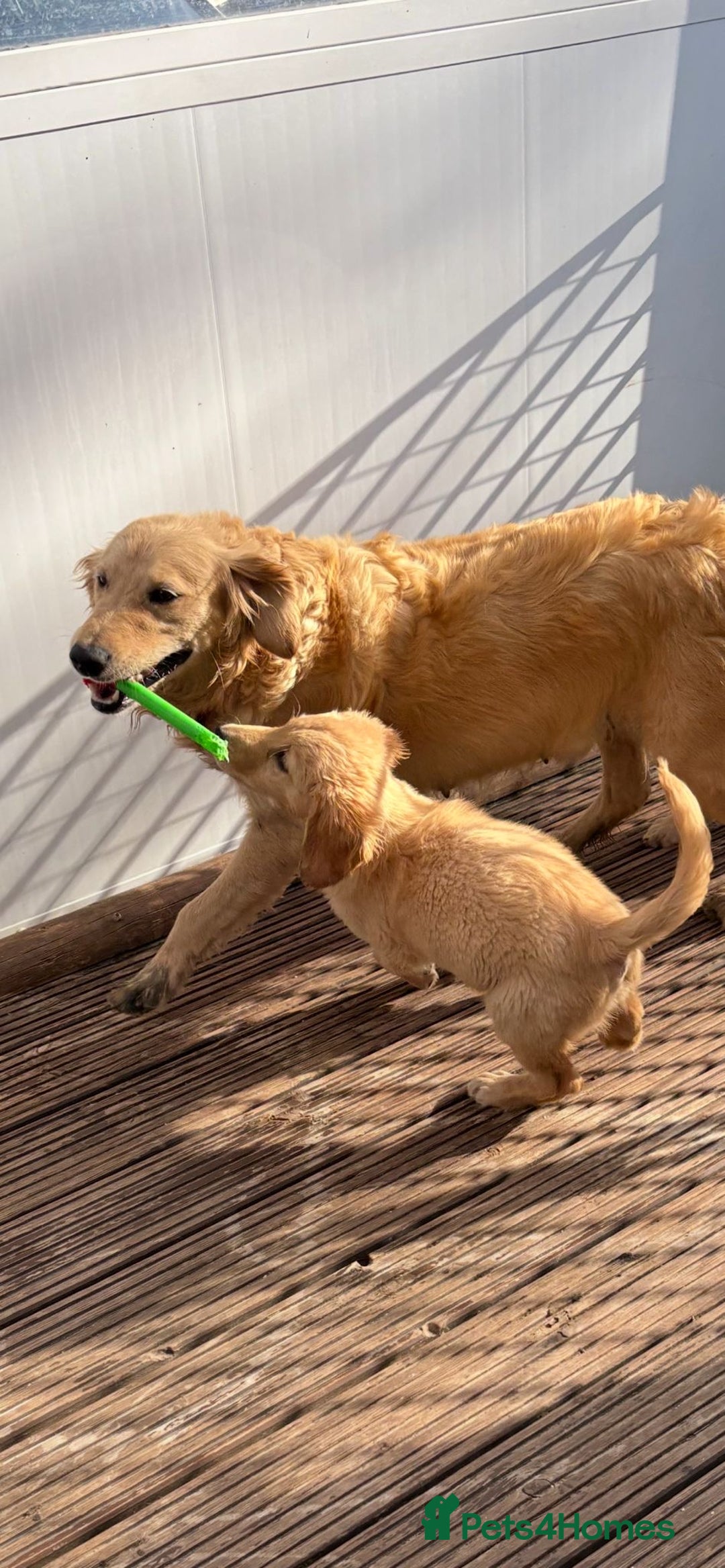 Goldendoodle dogs for sale: Healthy happy small golden retriever type puppies - Image 17