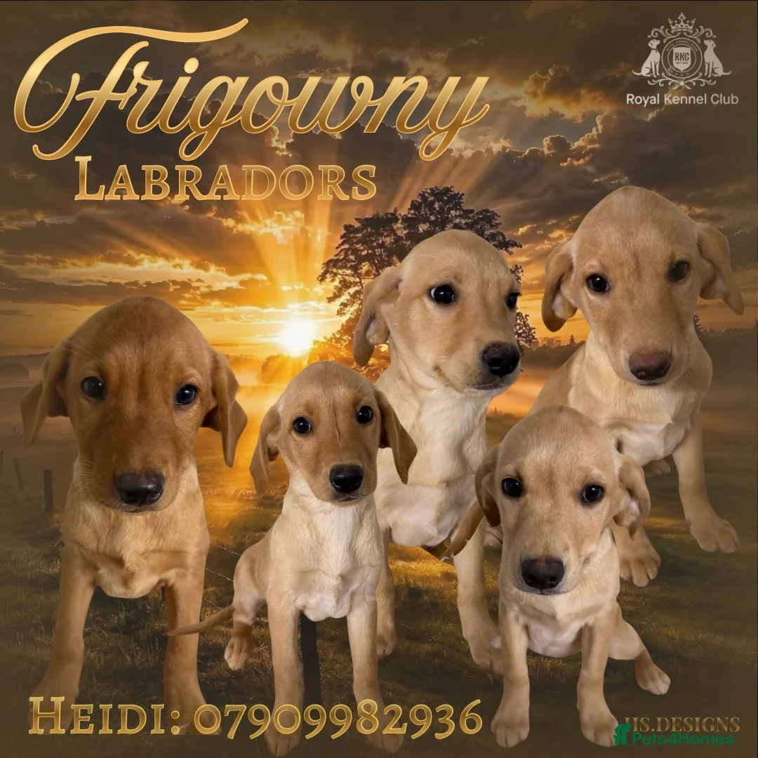 Labrador Retriever dogs for sale: 💛 Yummy Yellow Labs Looking for Loving Homes  💛 - Advert 1