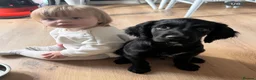 Sprocker dogs for sale: Male 2 year old sprocker  - Advert 9