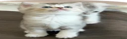 British Shorthair cats for sale: British shorthair X Scottish X ragdoll mix - Advert 11