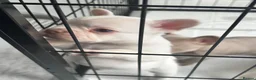 French Bulldog dogs for sale: Stunning French Bulldog Puppies – Family Raised in Durham - Advert 12