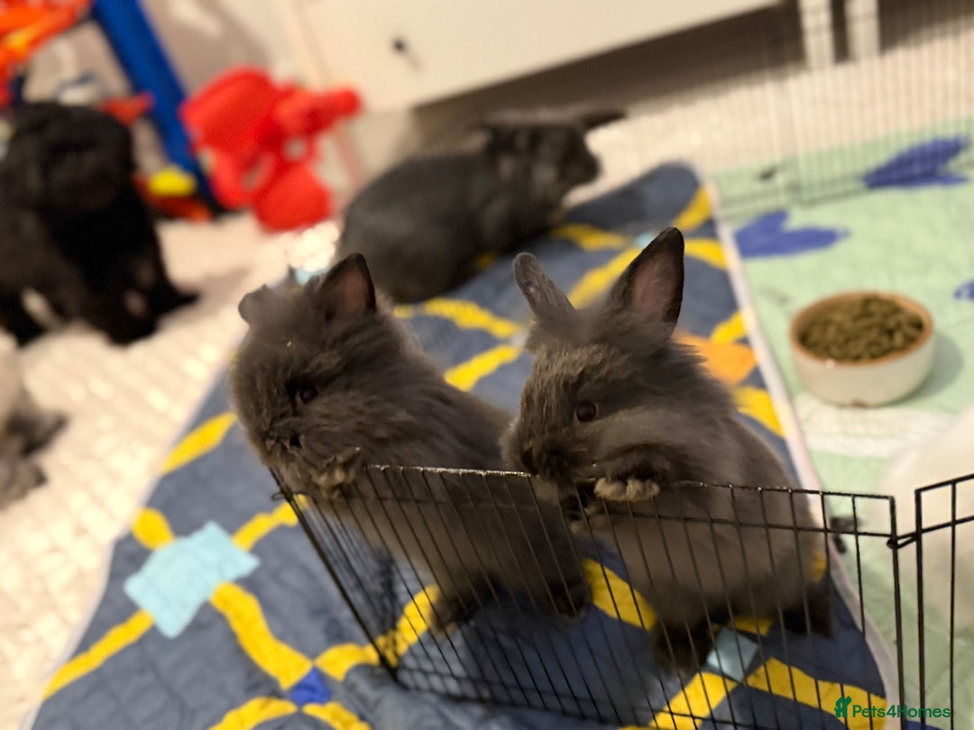Lionhead rabbits for sale: Lionhead  - Advert 8