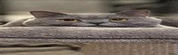 British Shorthair cats for sale: FOUR BRITISH SHORTHAIR KITTENS FOR SALE - Advert 11