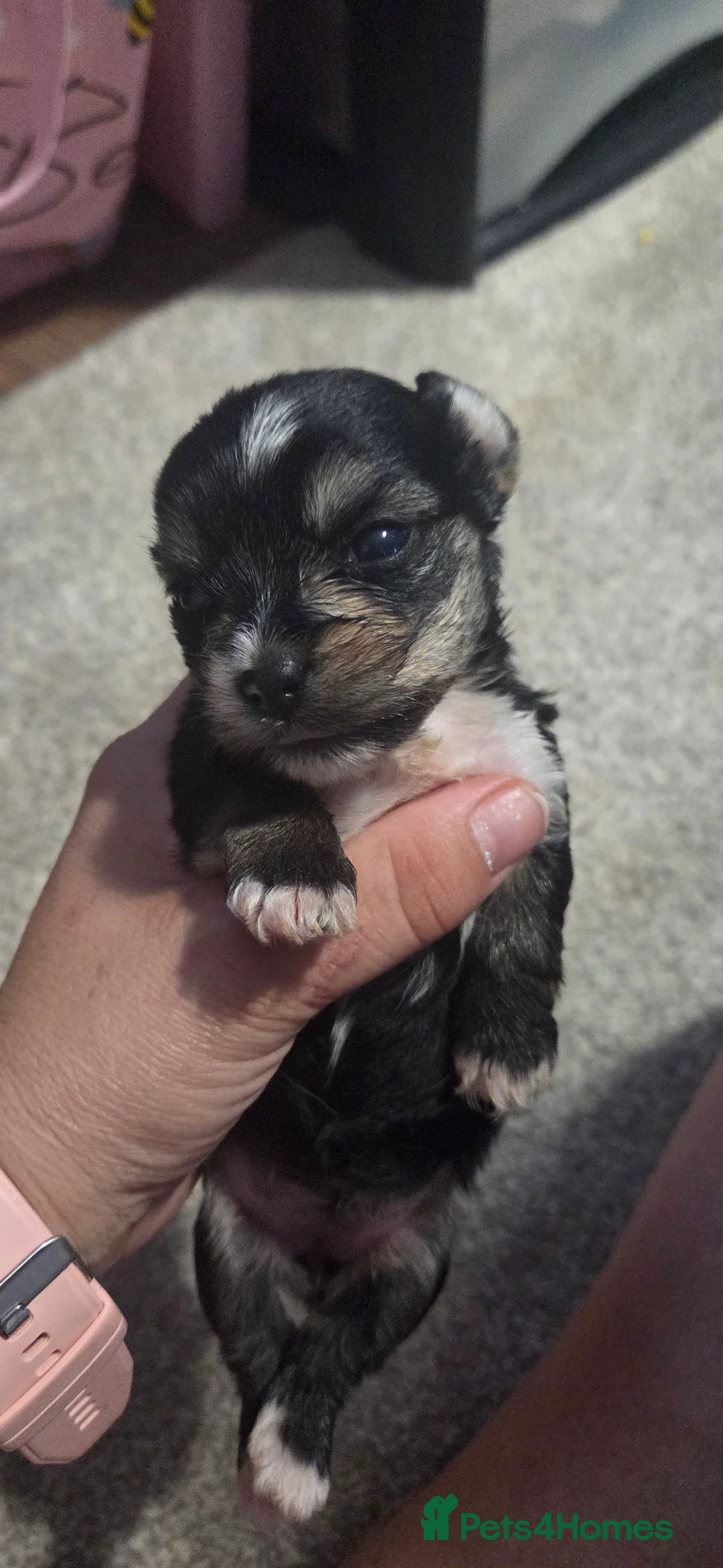 Mixed Breed dogs for sale: 4 puppies - Advert 7
