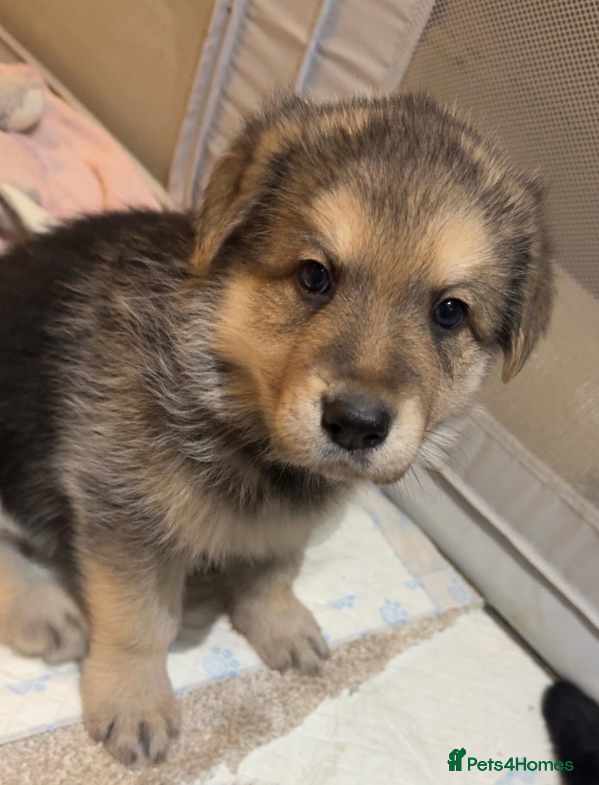 German Shepherd dogs Shepherd puppies for sale  - Advert 18