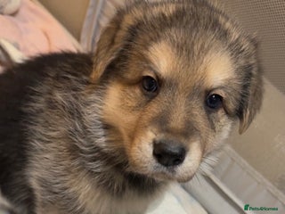 German Shepherd dogs Shepherd puppies for sale - Advert 1