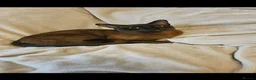 Burmese cats for sale: Stunning Pedigree Brown Burmese kittens  - Advert 8