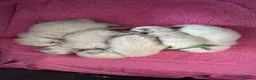 Ragdoll cats for sale: TICA registered pedigree Ragdoll kittens - Advert 32