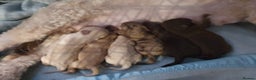 Labradoodle dogs for sale: Adorable litter of miniature labradoodles  - Advert 1