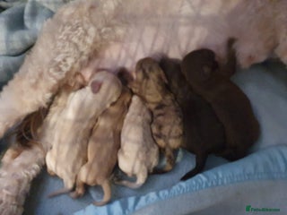 Labradoodle dogs Adorable litter of miniature labradoodles - Advert 4