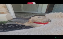 Goldendoodle dogs for sale: F1 Golden doodles by Varity Doodles  - Image 7