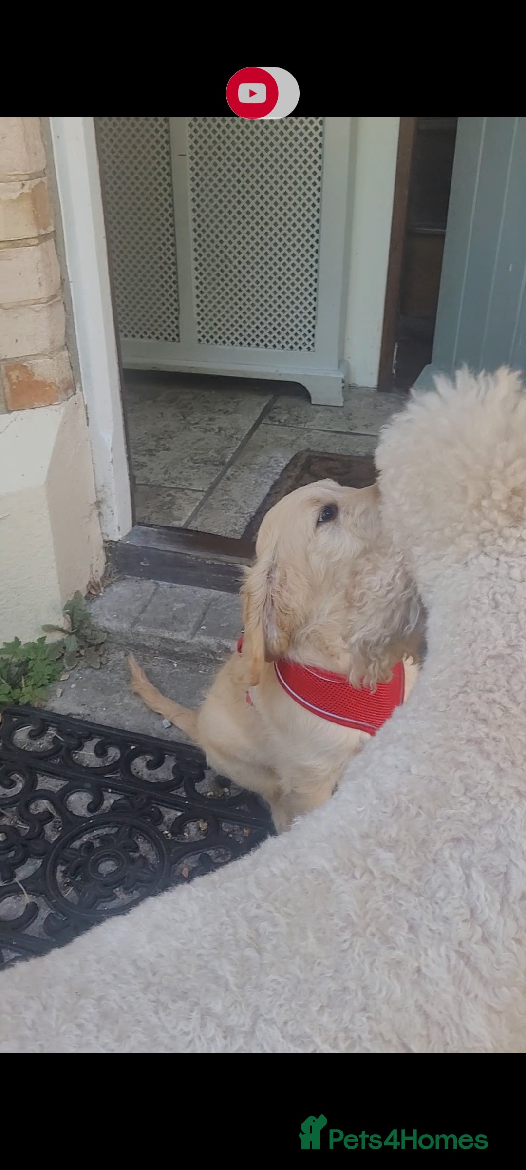 Goldendoodle dogs for sale: F1 Golden doodles by Varity Doodles  - Image 7