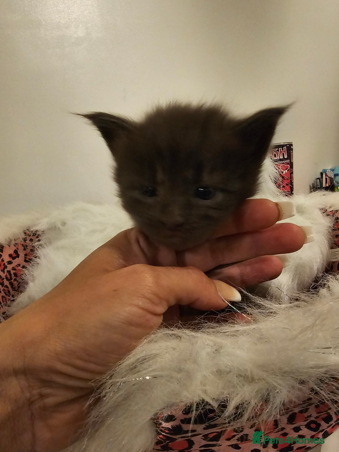 Maine Coon cats for sale: Mainecoon kittens - Image 8