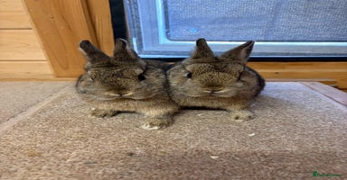 Netherland Dwarf rabbits Stunning Netherland Dwarf Rabbits  - Advert 12