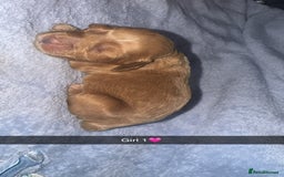 Cockapoo dogs for sale: Toy F1B cockapoo  - Image 6