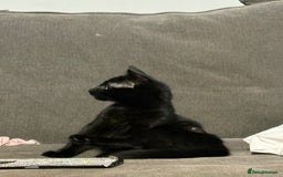 Mixed Breed cats for sale: Black kitten - Advert 9