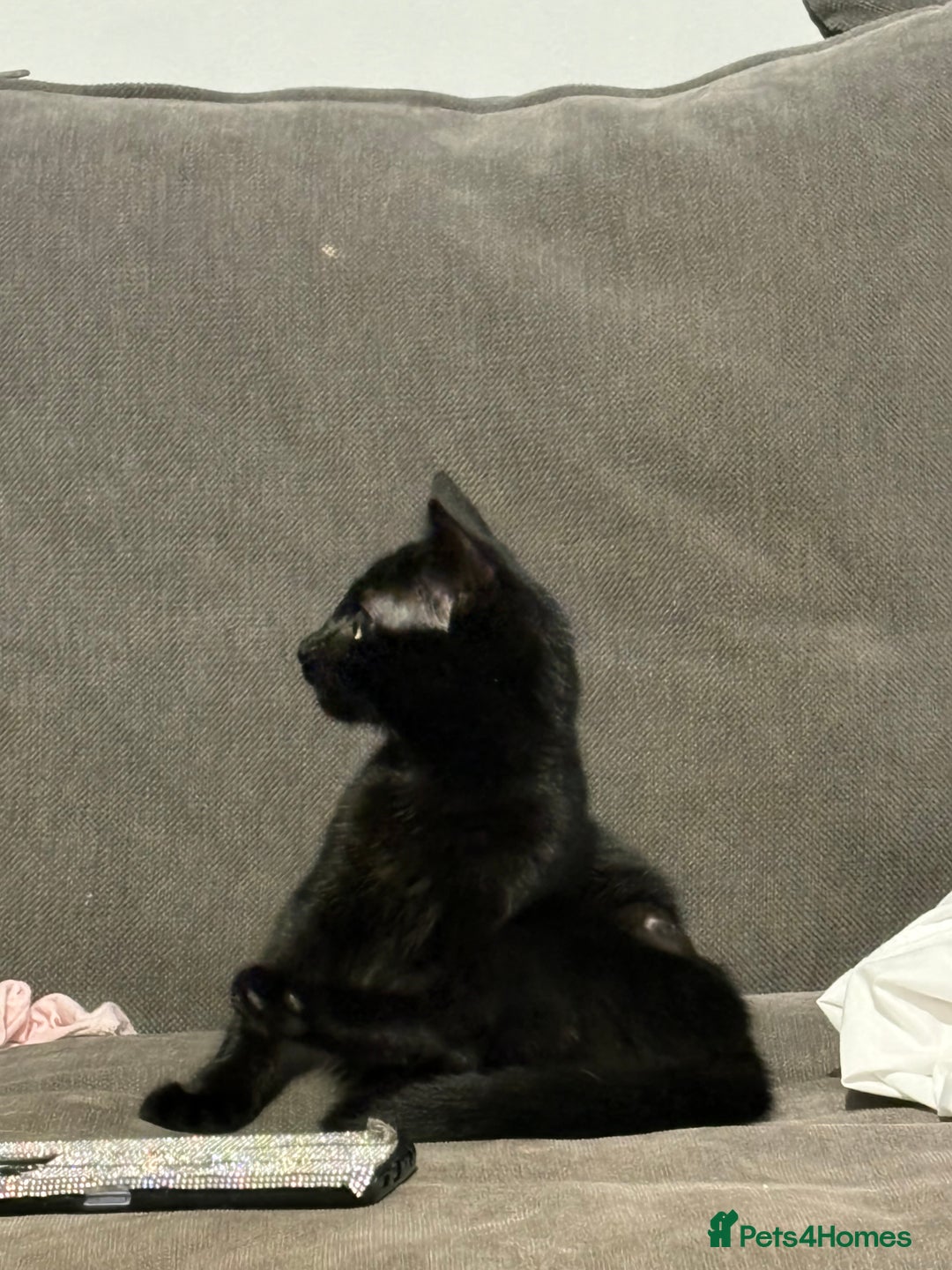 Mixed Breed cats for sale: Black kitten - Advert 9