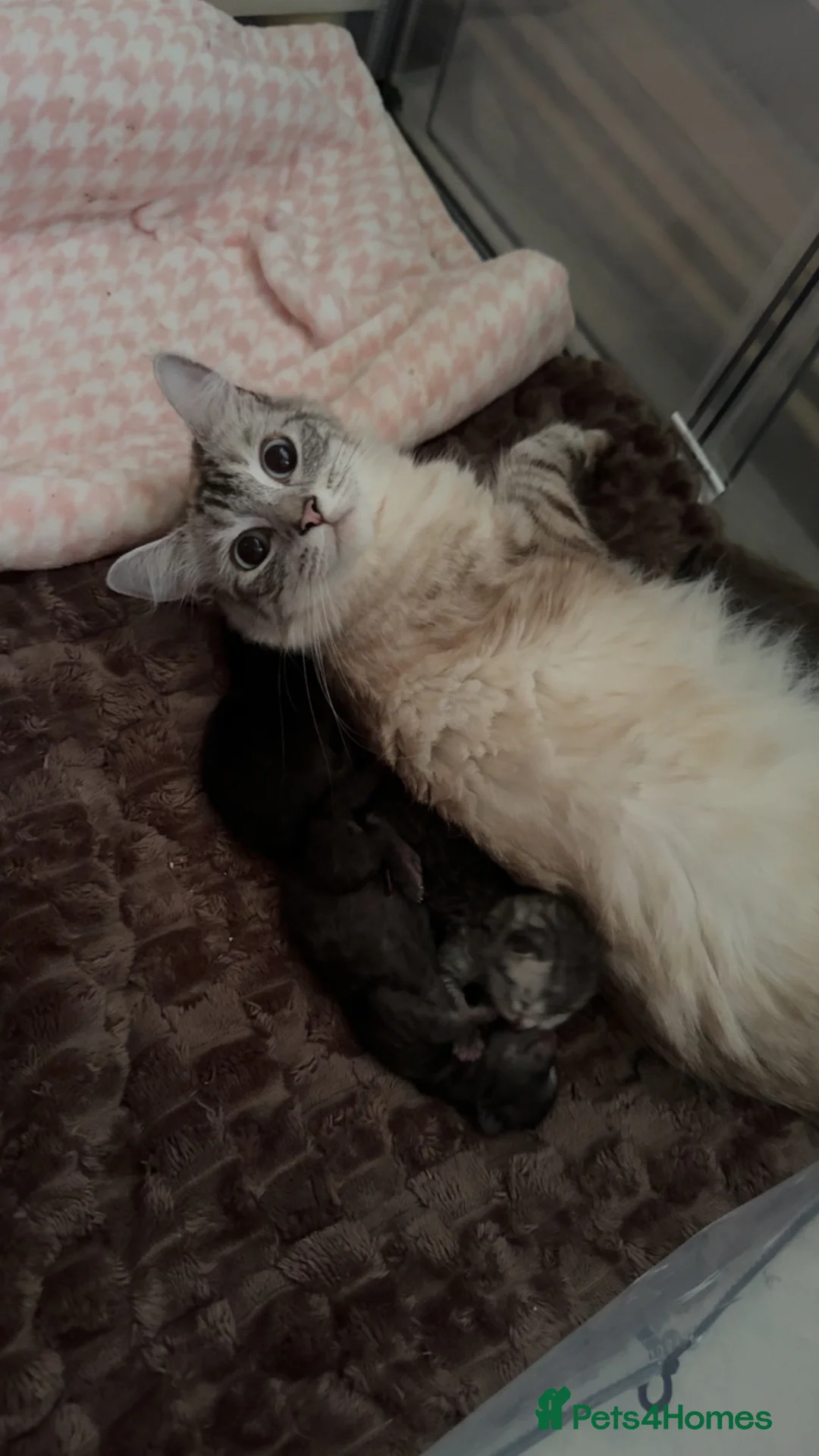 Ragdoll cats for sale: Ragdoll X British short hair kittens  - Advert 2