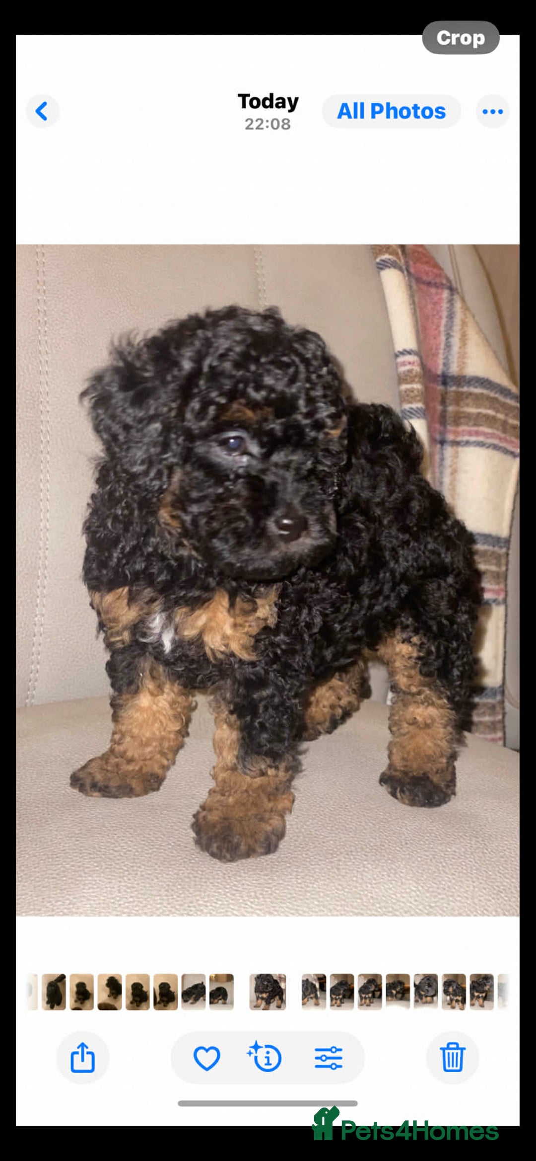 Toy Poodle dogs for sale: One Kc phantom toy poodle left- ready now!  - Advert 26