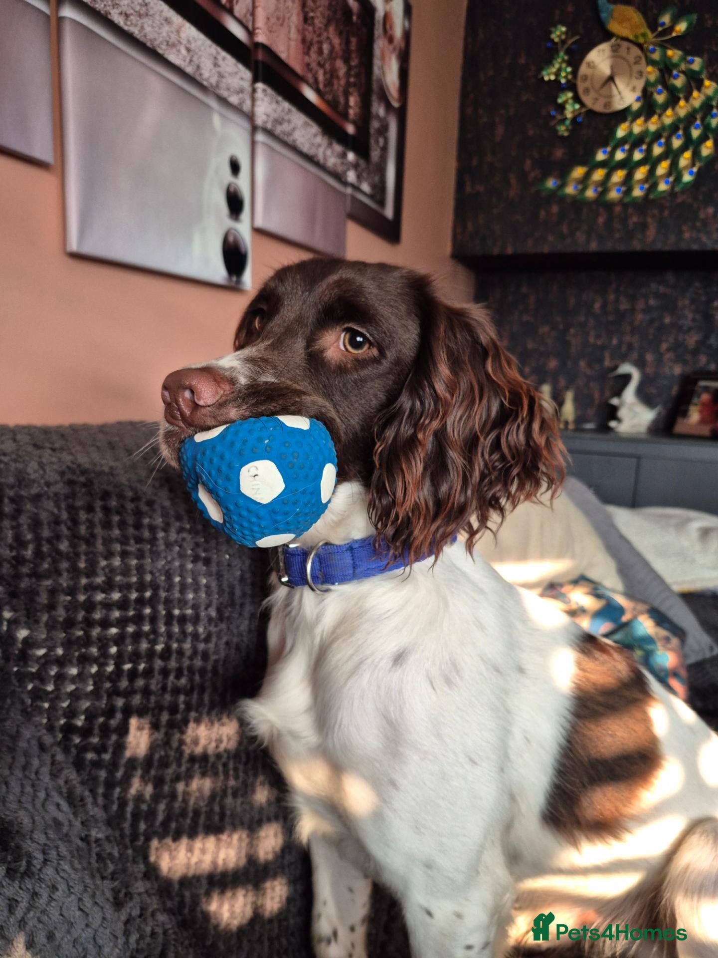 English Springer Spaniel dogs English springer spaniel for stud - Advert 2