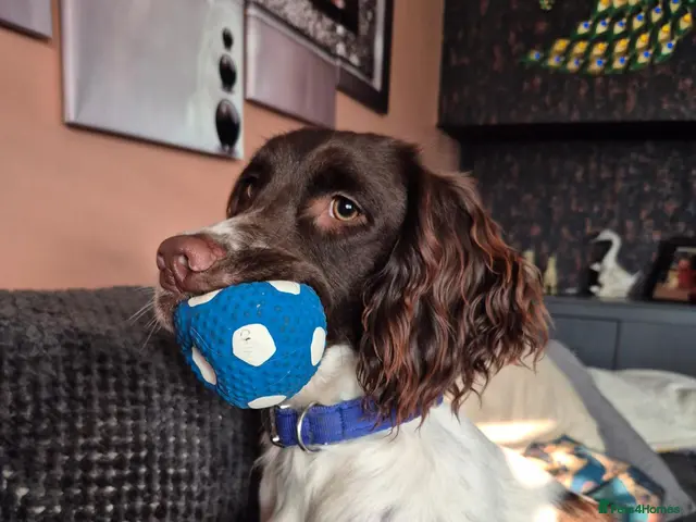 English Springer Spaniel dogs for stud: English springer spaniel for stud - Advert 2