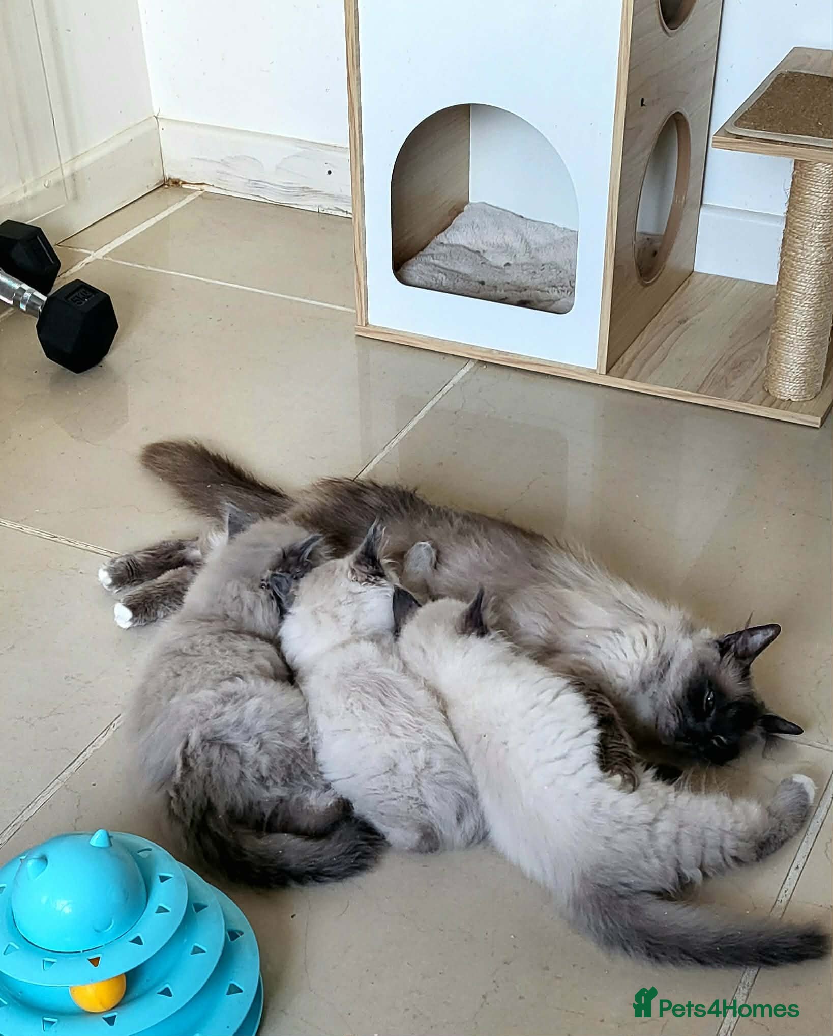 Ragdoll cats Mischievous Ragdoll boys  - Advert 2