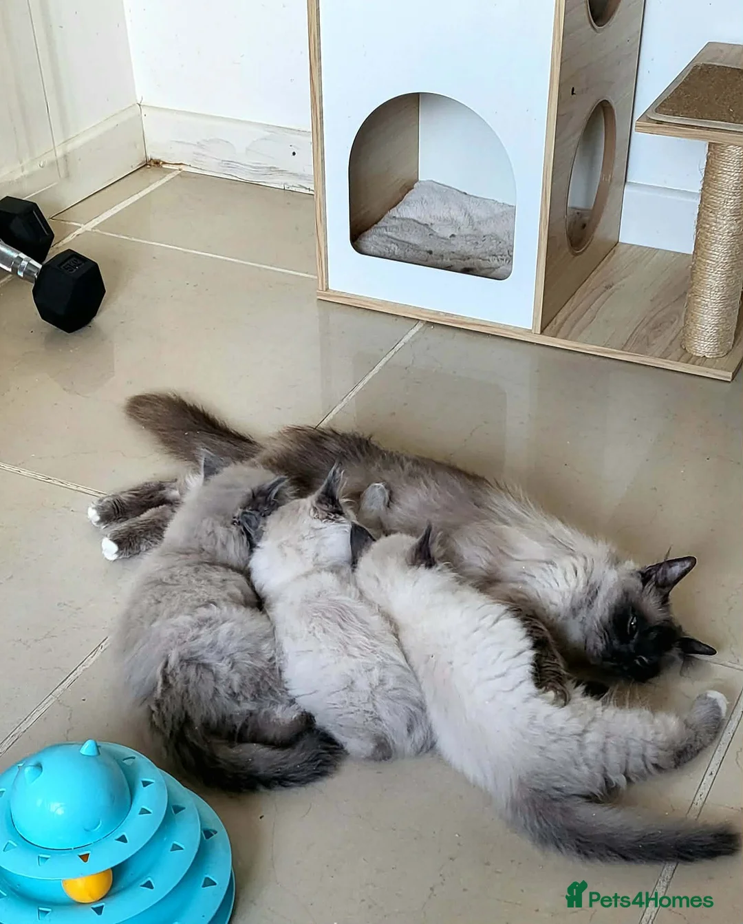 Ragdoll cats for sale: Mischievous Ragdoll boys  in Lampeter - Advert 1