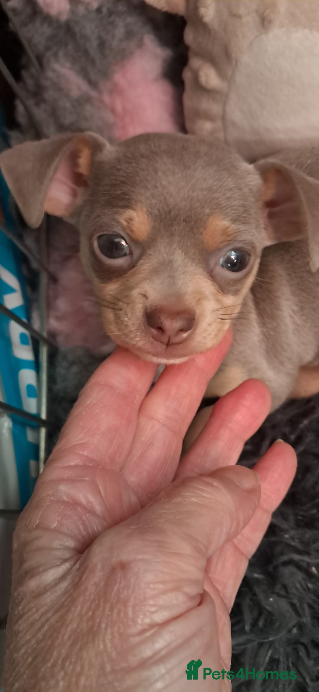 Mixed Breed dogs for sale: Beautiful Babies  - Advert 5