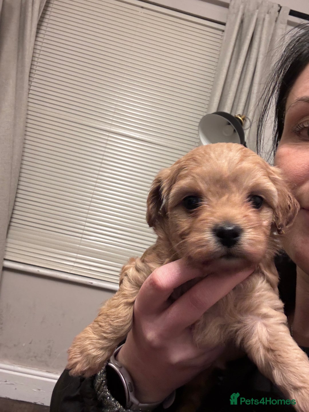 Cavachon dogs for sale: Toy Cavapoochons  - Advert 23