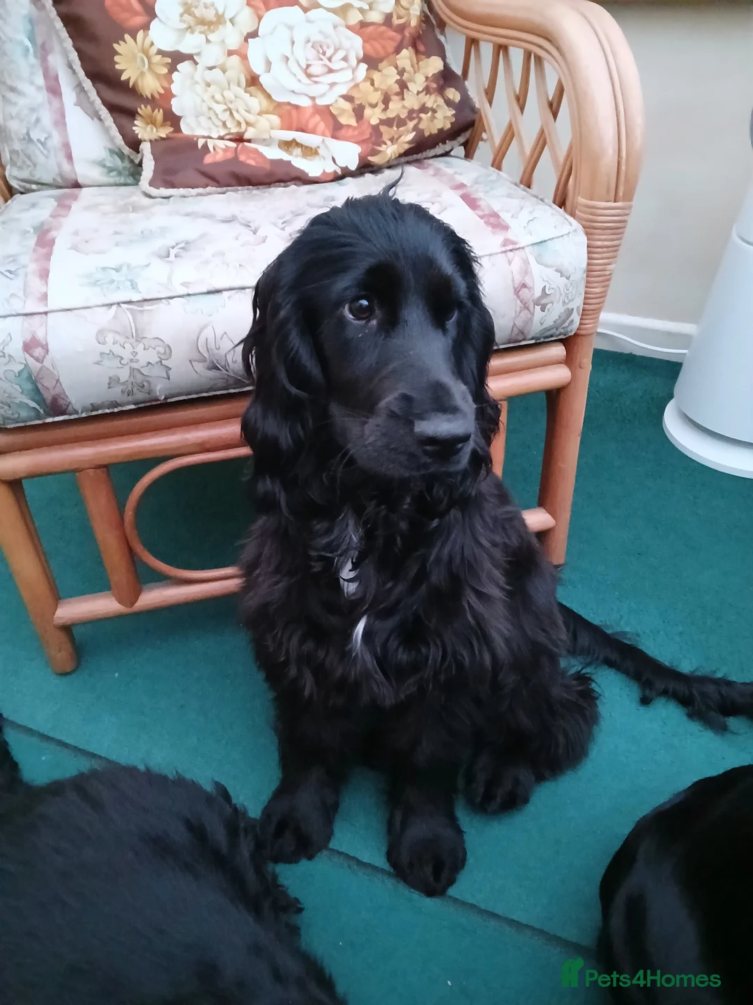 Cocker Spaniel dogs for sale: Cocker spaniel 8 month old GIRL Puppy for sale - Advert 4
