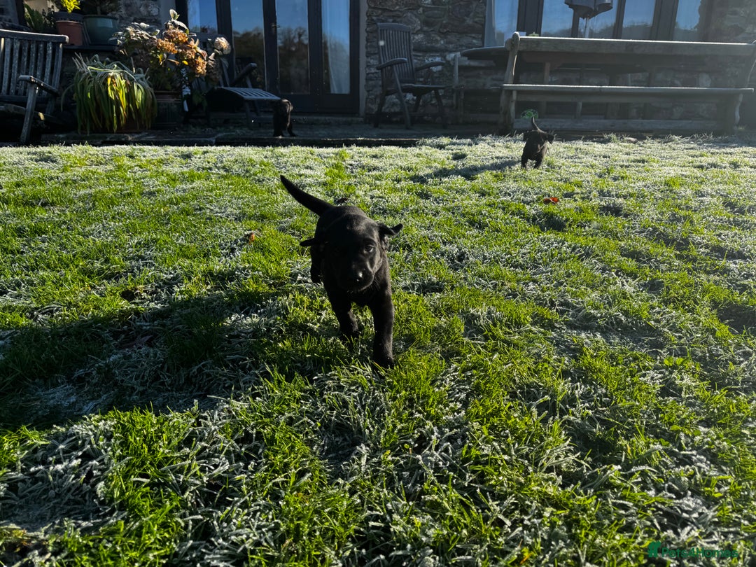 Labrador Retriever dogs for sale: Labrador Puppies  - Advert 26