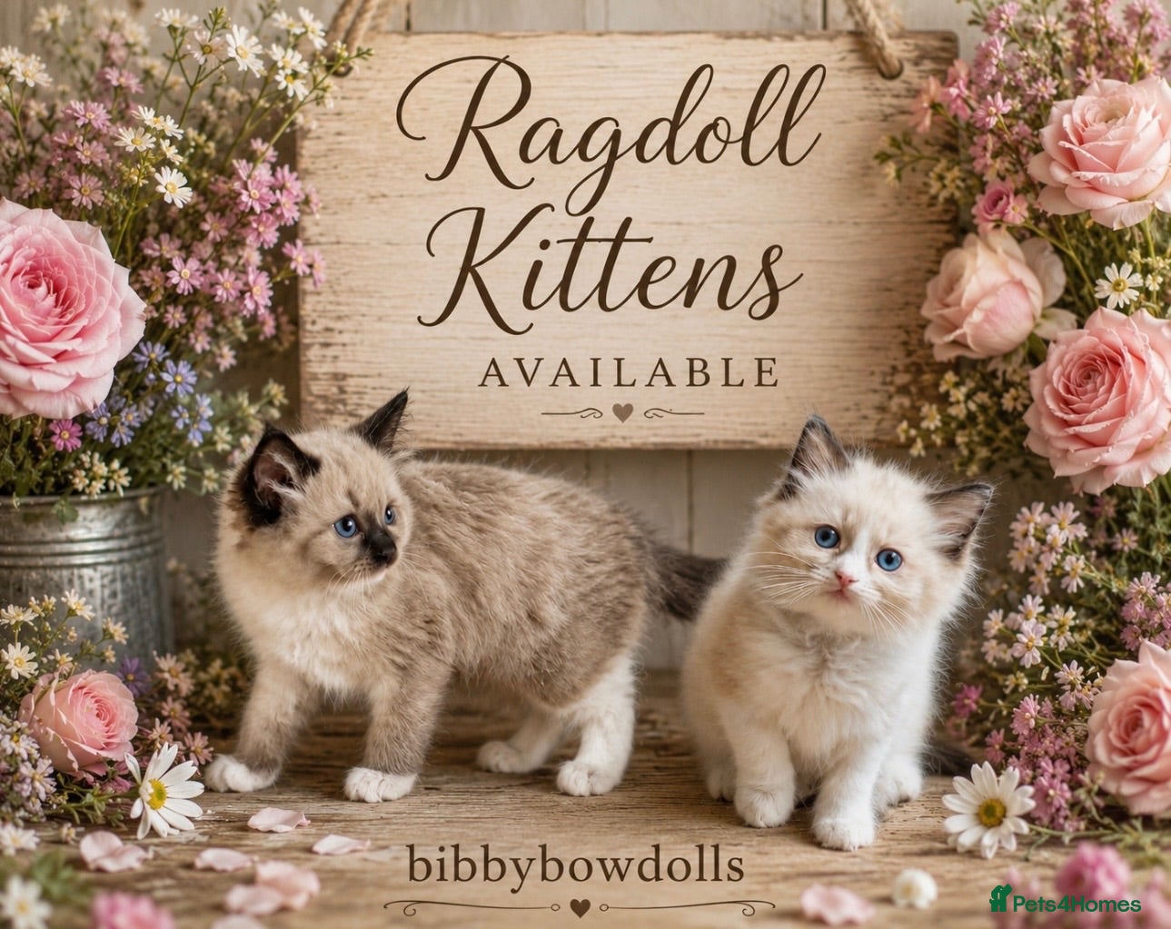 Ragdoll cats Stunning  ragdoll kittens - Advert 6