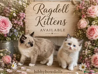 Ragdoll cats Stunning ragdoll kittens - Advert 6