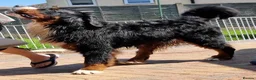 Bernese Mountain Dog dogs for stud: Stud Dog - Bernese Mountain Dog (KC registered) - Advert 4