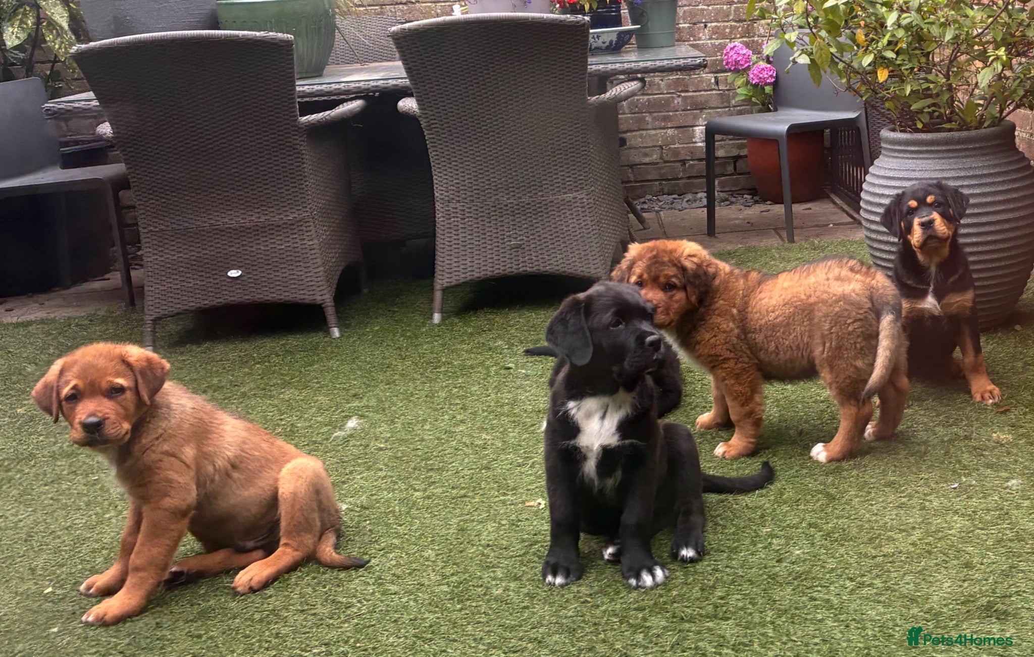 Mixed Breed dogs Central Asian Shepard x Rottweiler Puppies - Advert 2